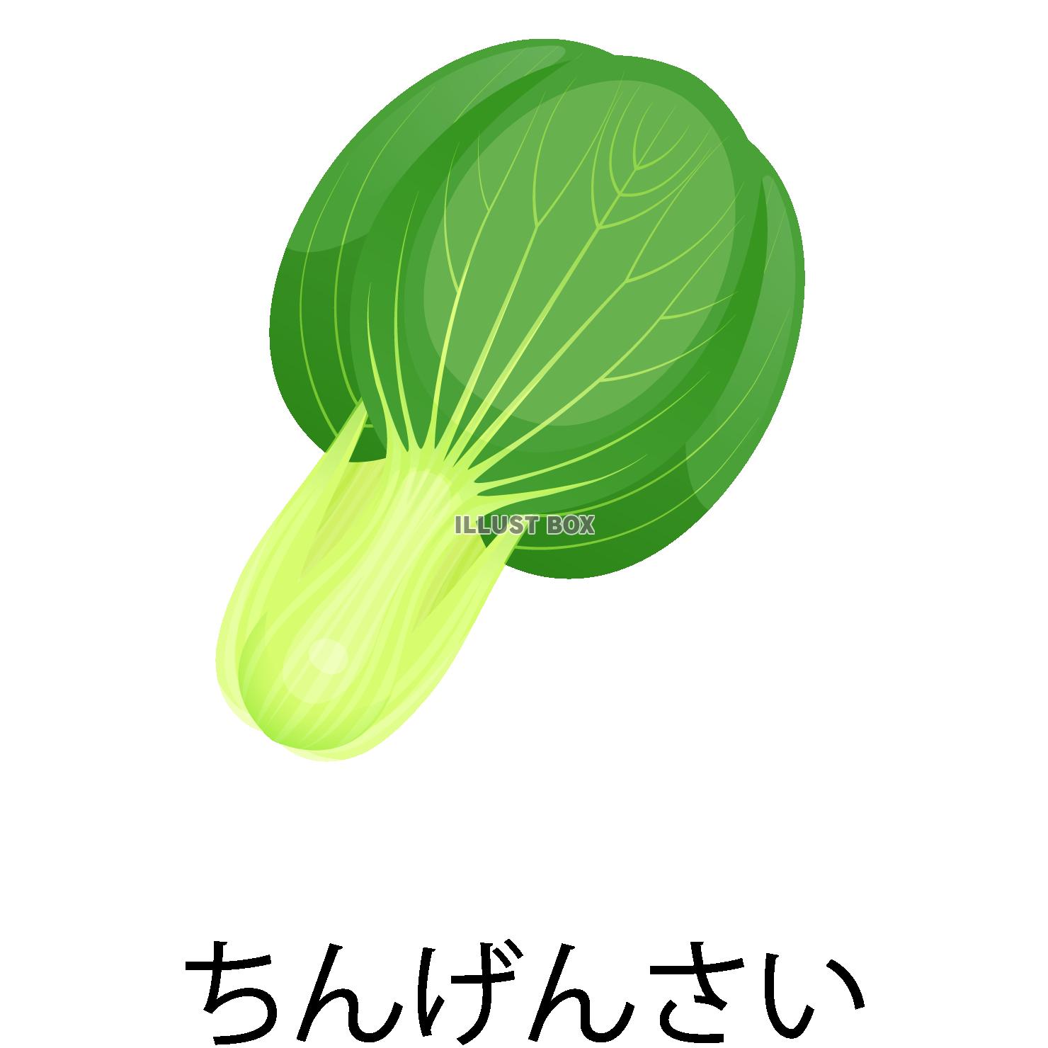 青梗菜 イラスト無料