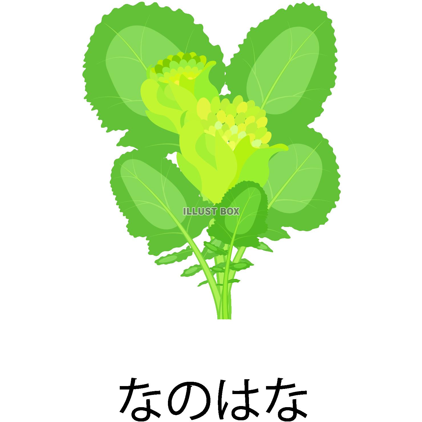 菜の花アイコン(png・CSeps） 