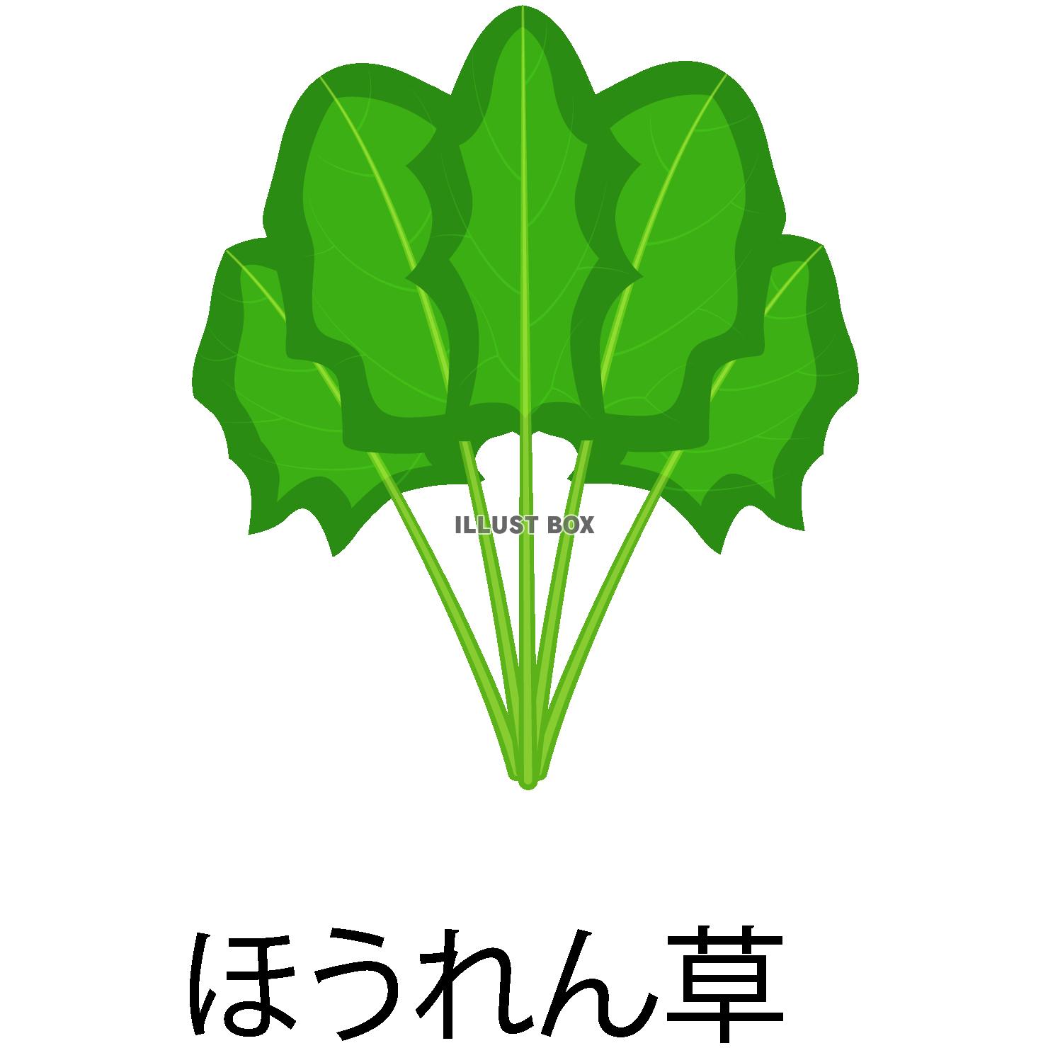 ほうれん草アイコン(png・CSeps） 