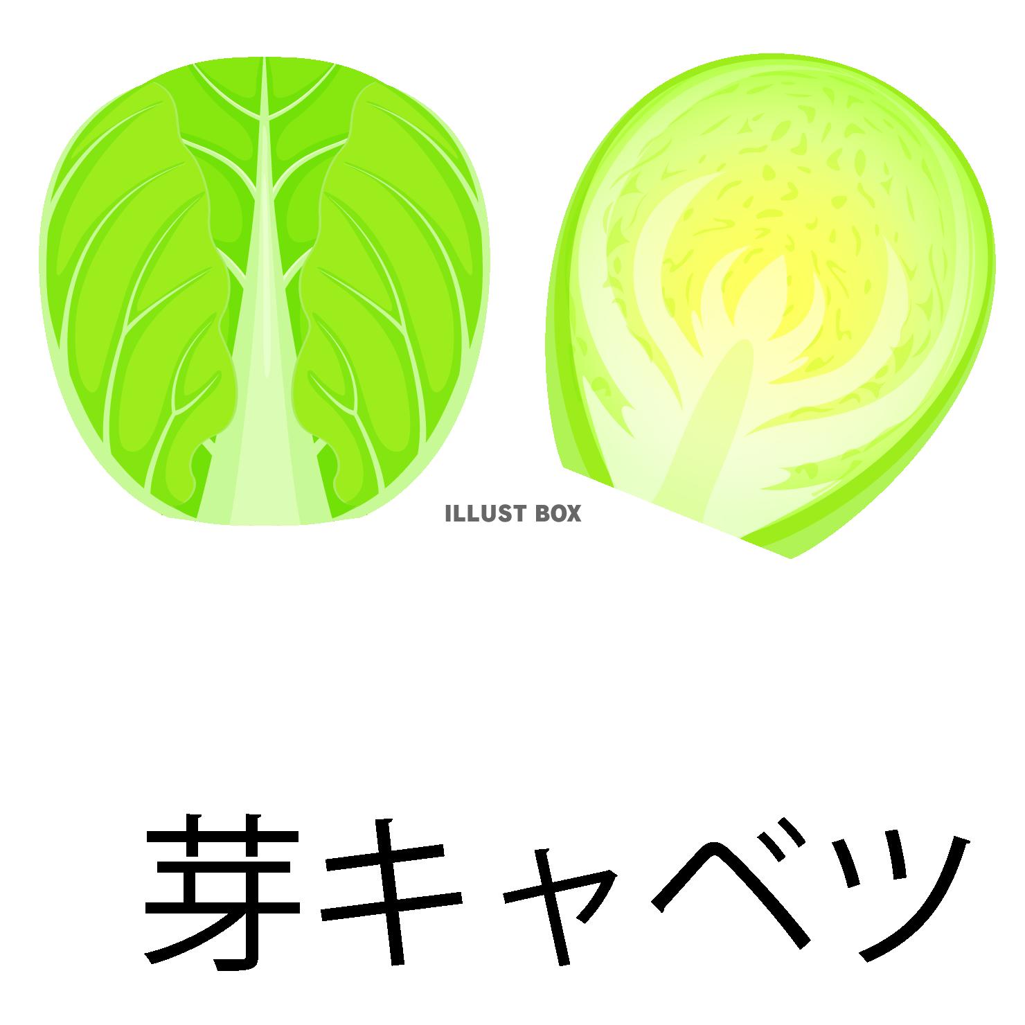 芽キャベツアイコン(png・CSeps)