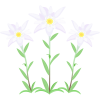 無料イラスト エーデルワイスの花 Png Cseps