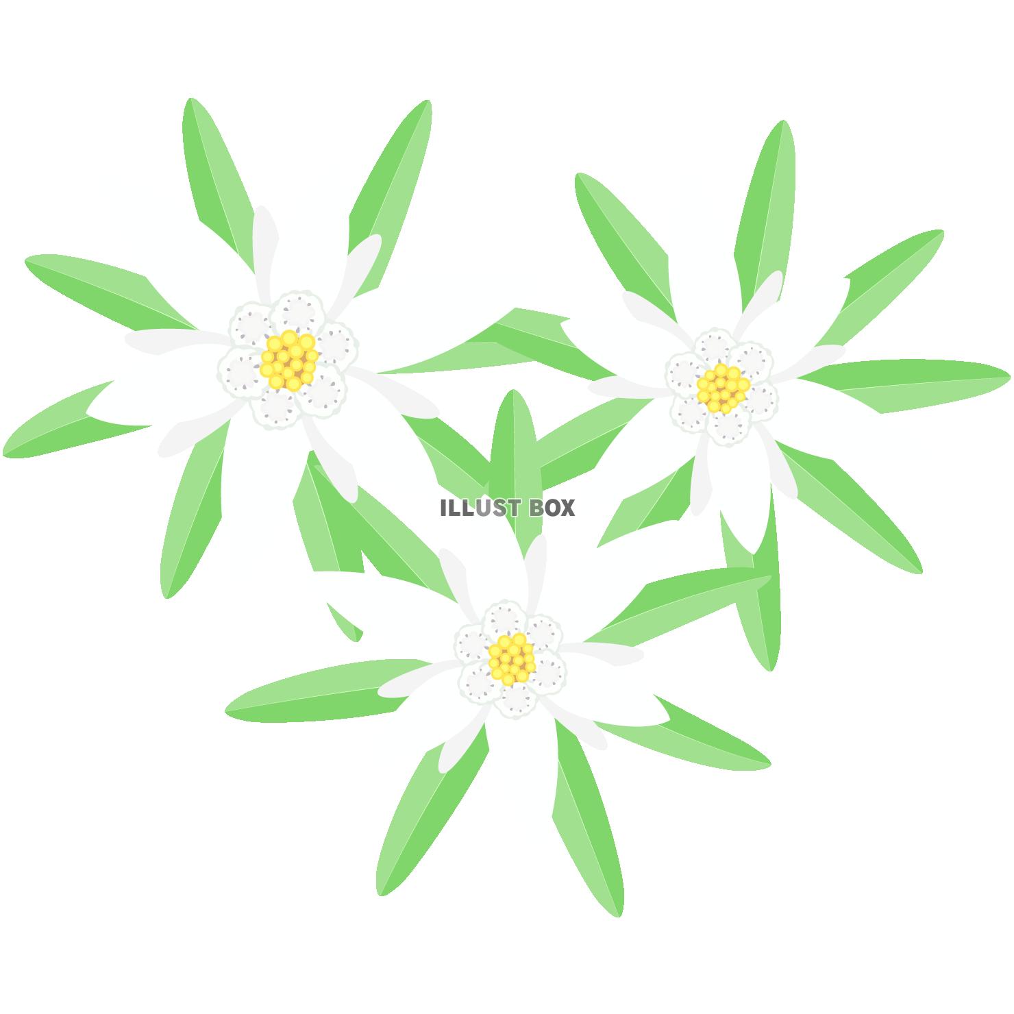 無料イラスト エーデルワイスの花 Png Cseps