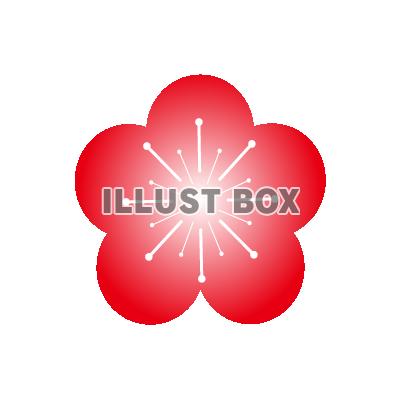 梅の花１