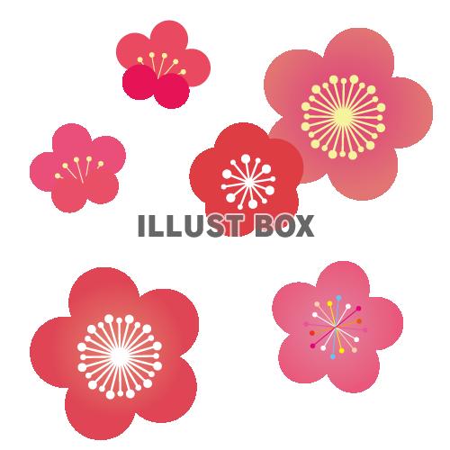 無料イラスト 梅の花のイラスト 透過png