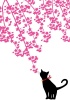 桜・さくら・サクラと猫