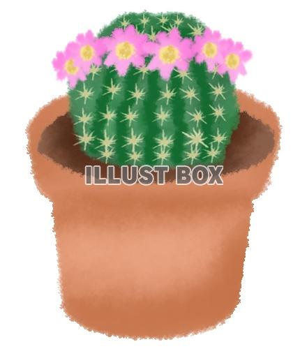 サボテンの花