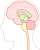 脳(png・CSeps）