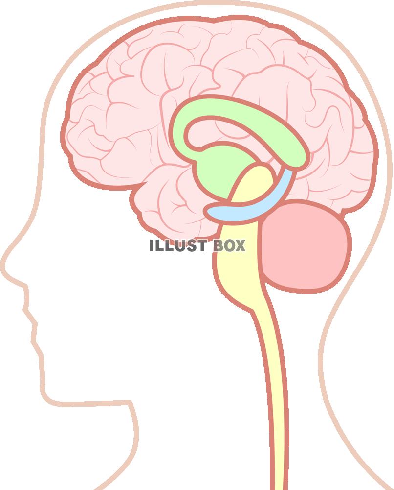 無料イラスト 脳 Png Cseps