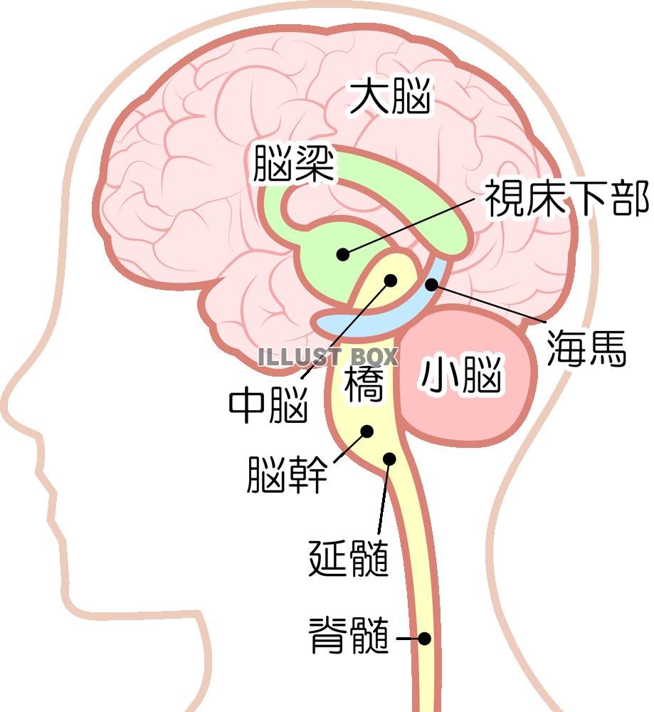 無料イラスト 脳 Png Cseps