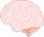 脳(png・CSeps）