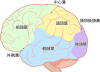 脳(png・CSeps）