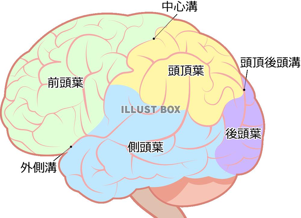 無料イラスト 脳 Png Cseps