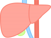 肝臓(png・CSeps）