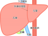 肝臓(png・CSeps）