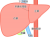 肝臓(png・CSeps）
