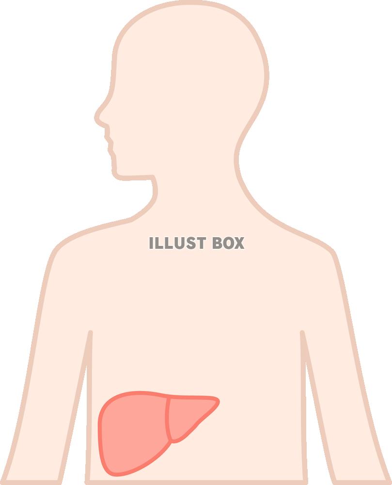 無料イラスト 肝臓 Png Cseps