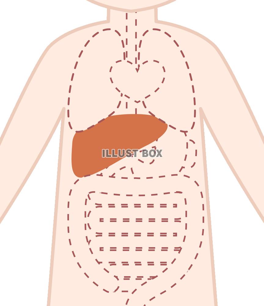 無料イラスト 肝臓 Png Cseps