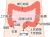 腸名称(png・CSeps）