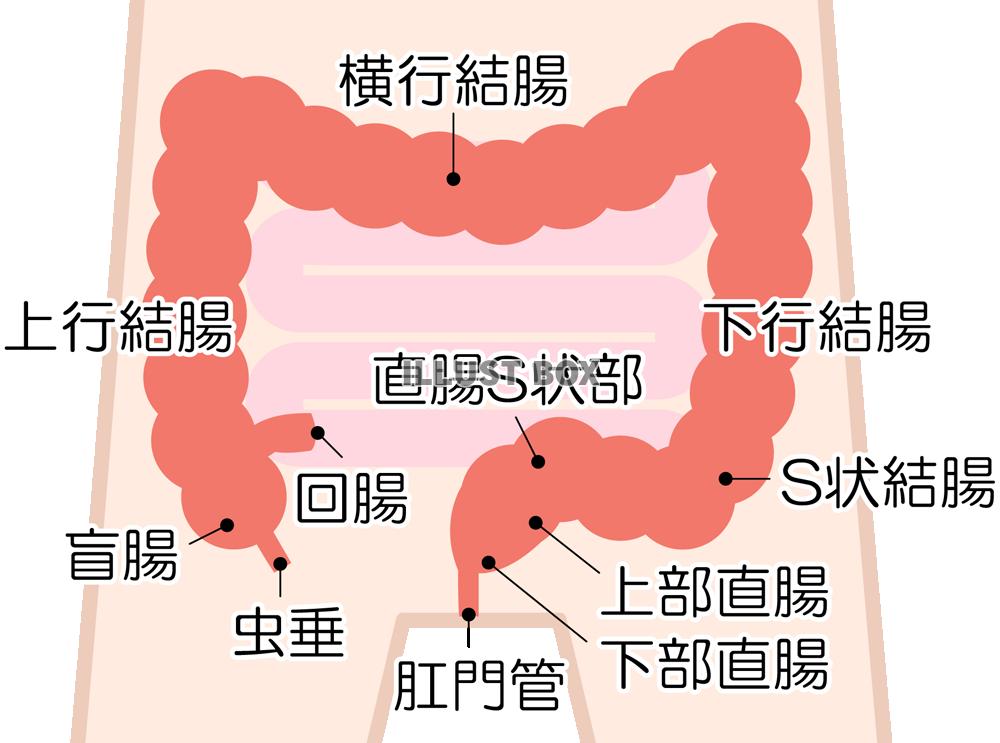 大腸 イラスト無料