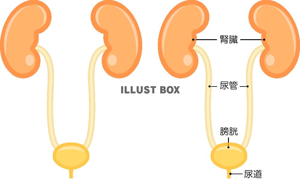 膀胱 イラスト無料