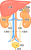 内臓(png・CSeps）
