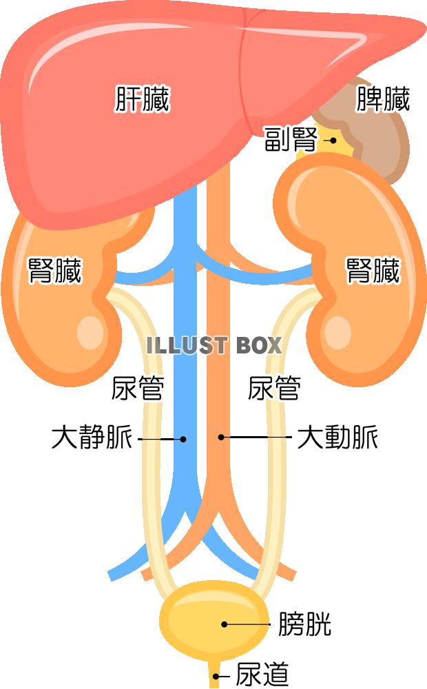 膀胱 イラスト無料