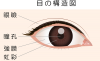 眼の構造(png・CSeps）