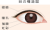 眼の構造(png・CSeps）