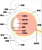 眼球(png・CSeps）