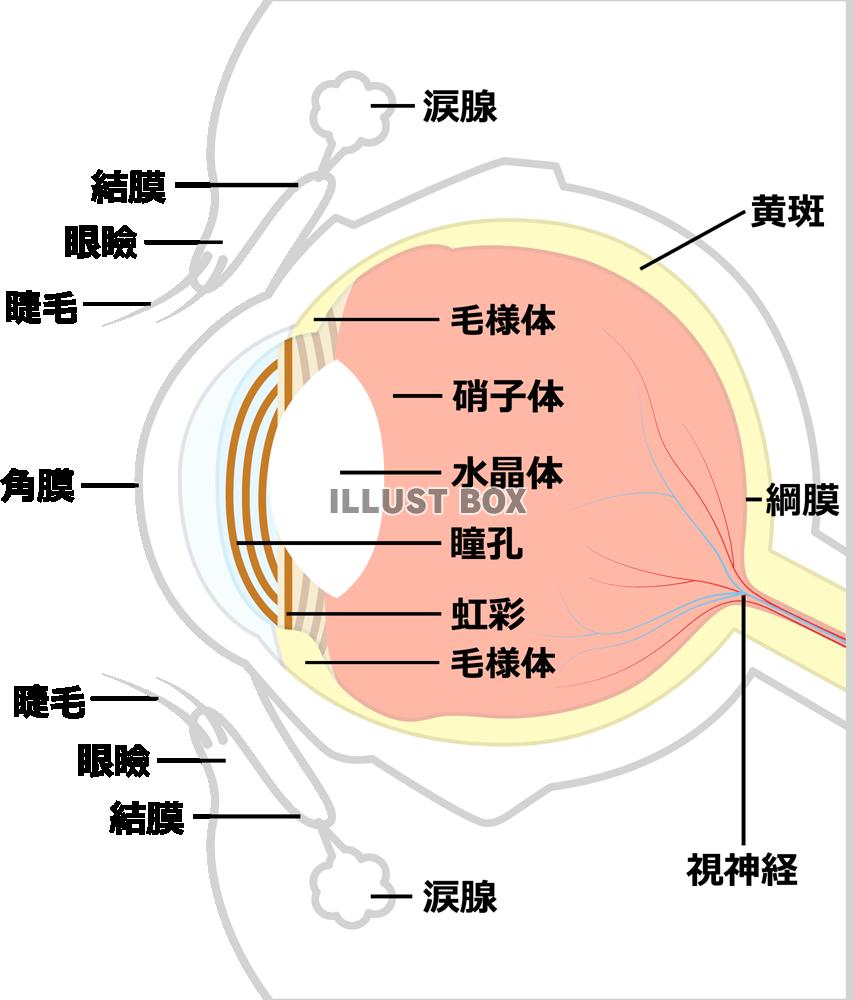 眼球 イラスト無料