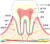 歯の構造(png・CSeps）