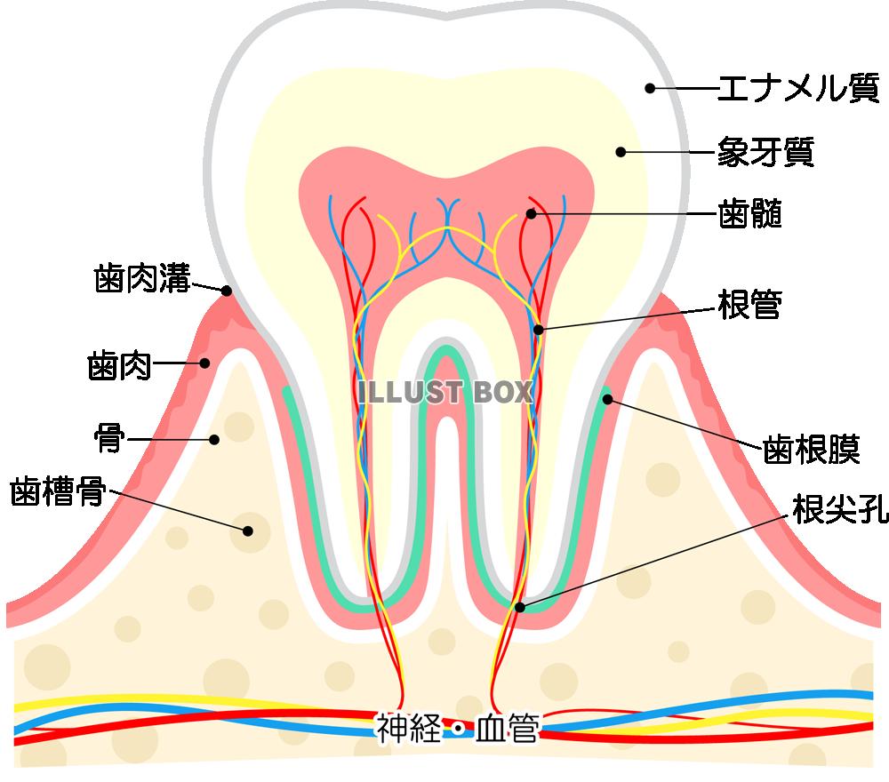 無料イラスト 歯の構造 Png Cseps