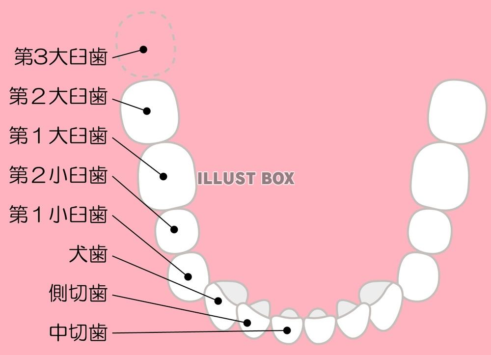 歯の名称(png・CSeps）