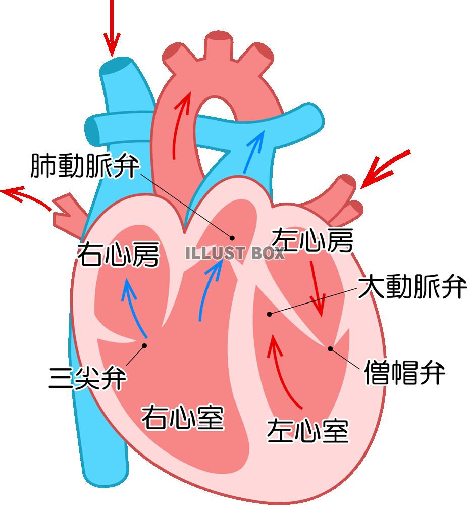 心臓 イラスト無料