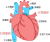 心臓（png・CSeps）	