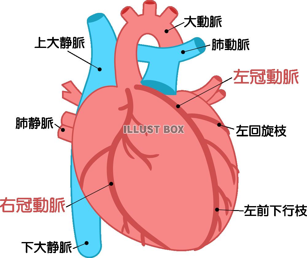 心臓 イラスト無料