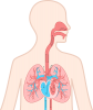 肺と心臓(png・CSeps）