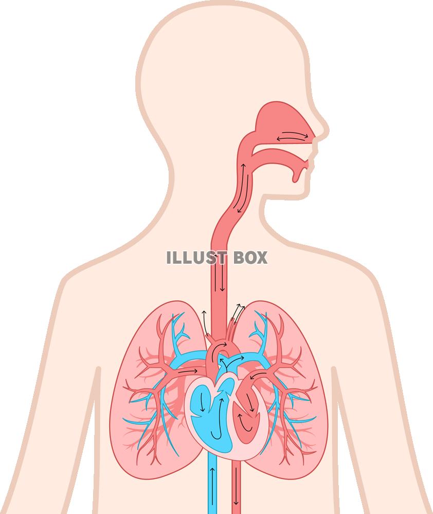 肺と心臓(png・CSeps）