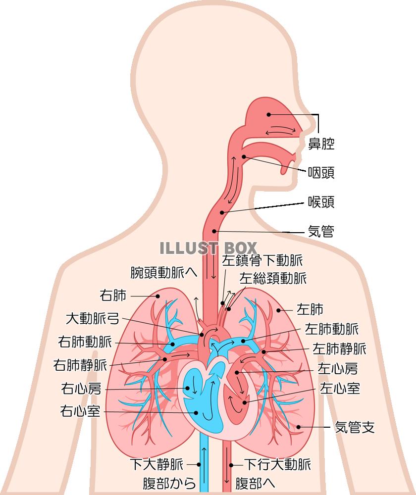 肺 イラスト無料