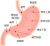胃(png・CSeps）