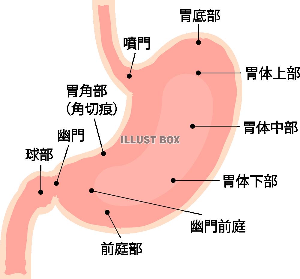 胃 イラスト無料