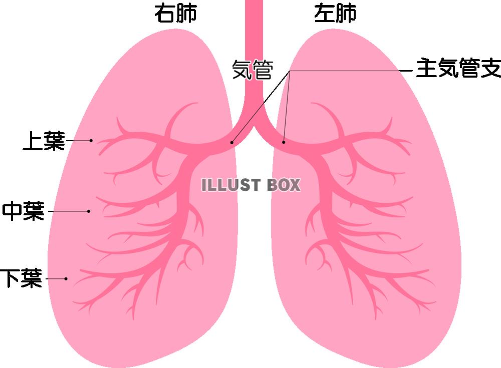 無料イラスト 肺 Png Cseps