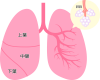 肺と肺胞(png・CSeps）