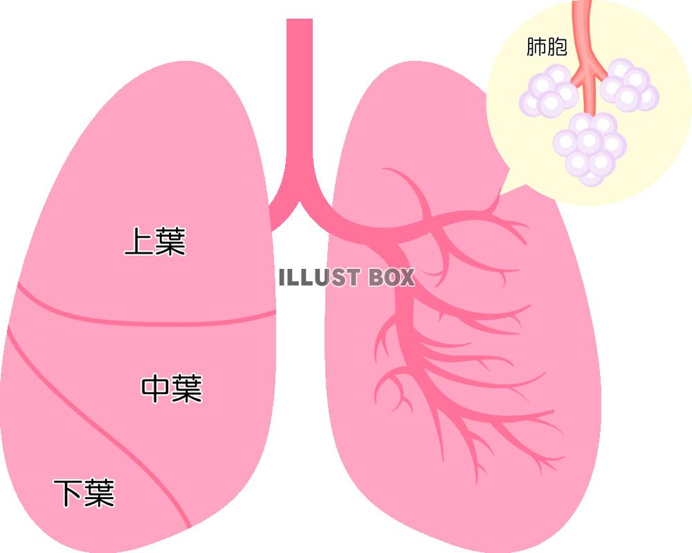 無料イラスト 肺と肺胞 Png Cseps