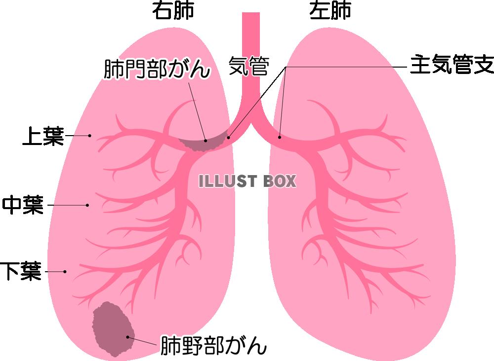 肺 イラスト無料