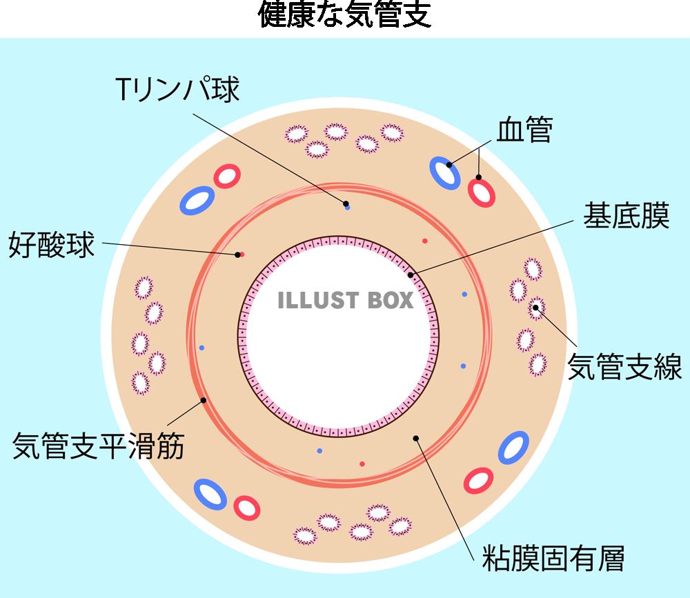 気管支(png・CSeps）