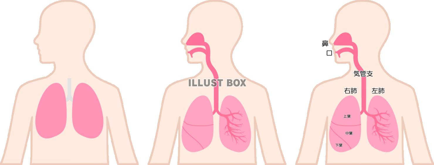 肺 イラスト無料