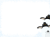 ペンギンのフレーム(png・CSeps）