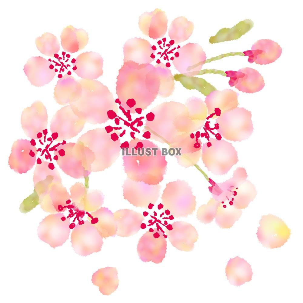 無料イラスト 花いっぱいの桜