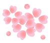 桜３つとつぼみイラスト　透過png